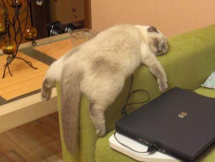 20+ кошек, уставших гораздо больше чем вы cat-story.ru