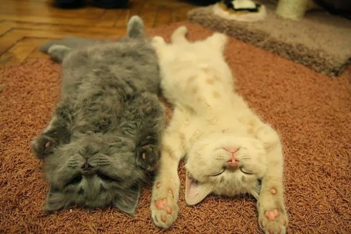 20+ кошек, уставших гораздо больше чем вы cat-story.ru