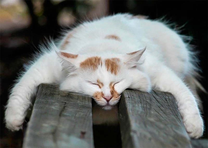 20+ кошек, уставших гораздо больше чем вы cat-story.ru