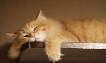 20+ кошек, уставших гораздо больше чем вы