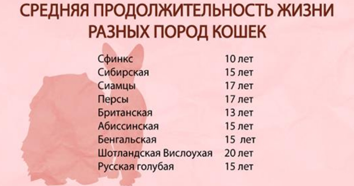 Сколько Живут Андрей Лет