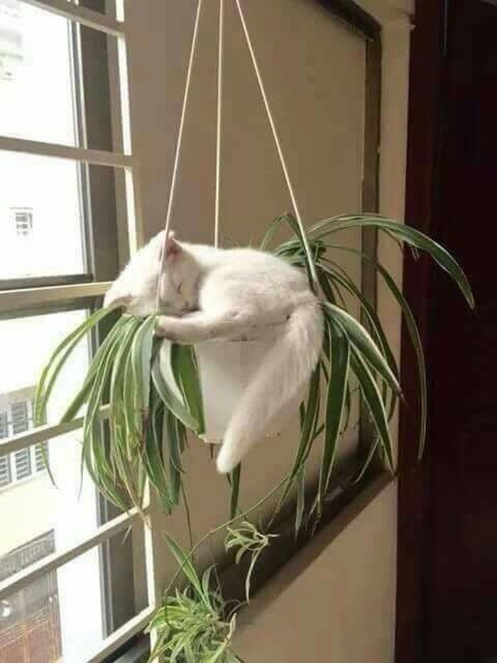 Для сна нет преград 30 фото котов, которые это доказали