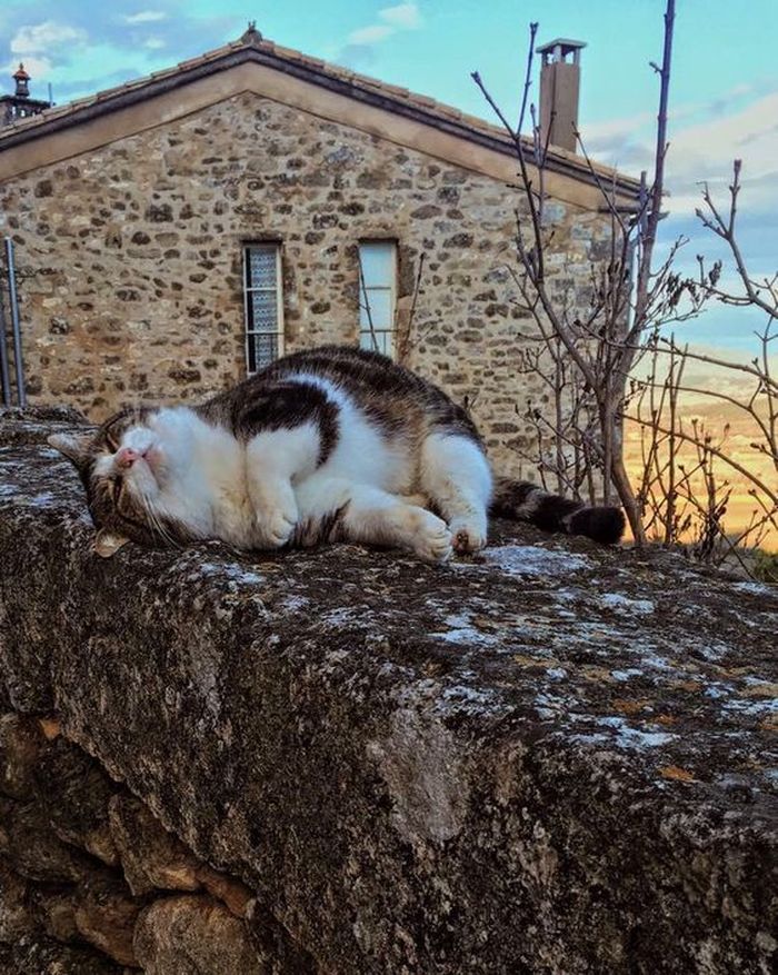 Для сна нет преград 30 фото котов, которые это доказали