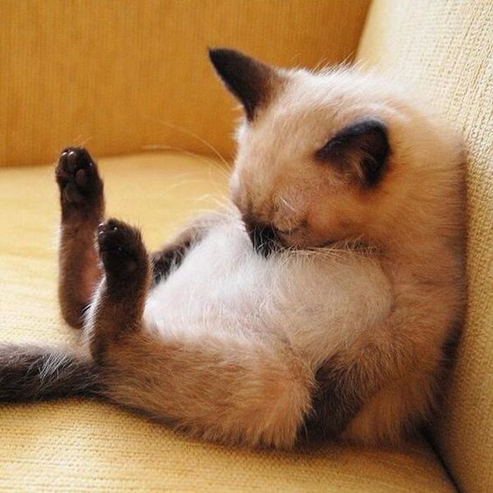 Для сна нет преград 30 фото котов, которые это доказали