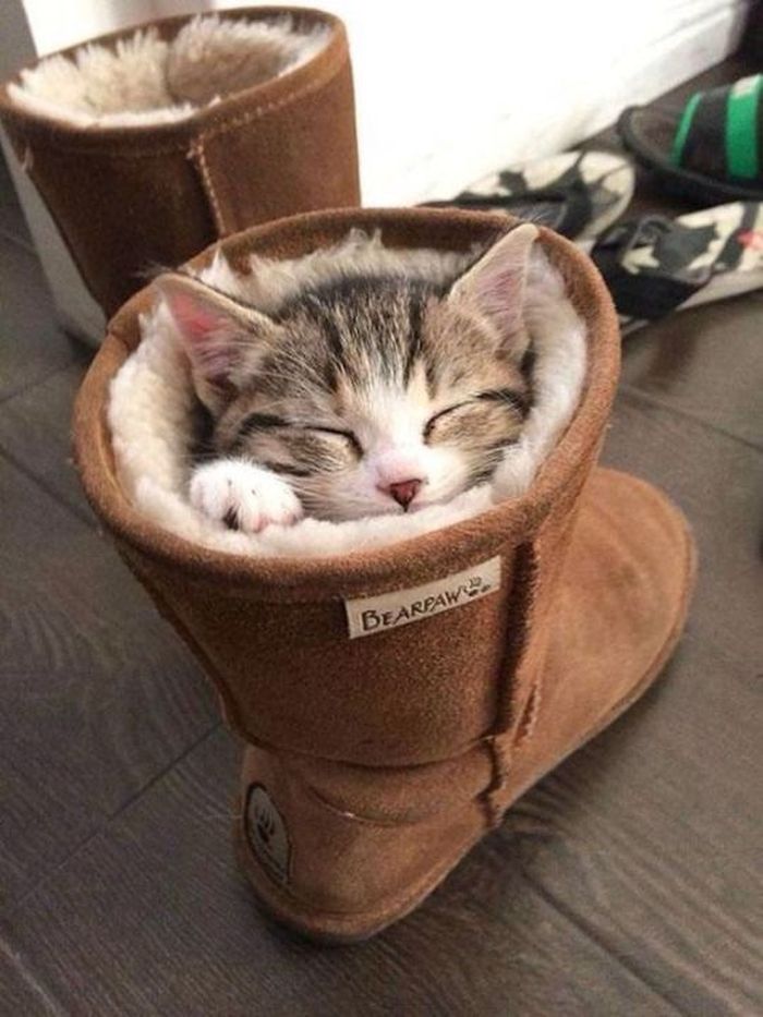 Для сна нет преград 30 фото котов, которые это доказали