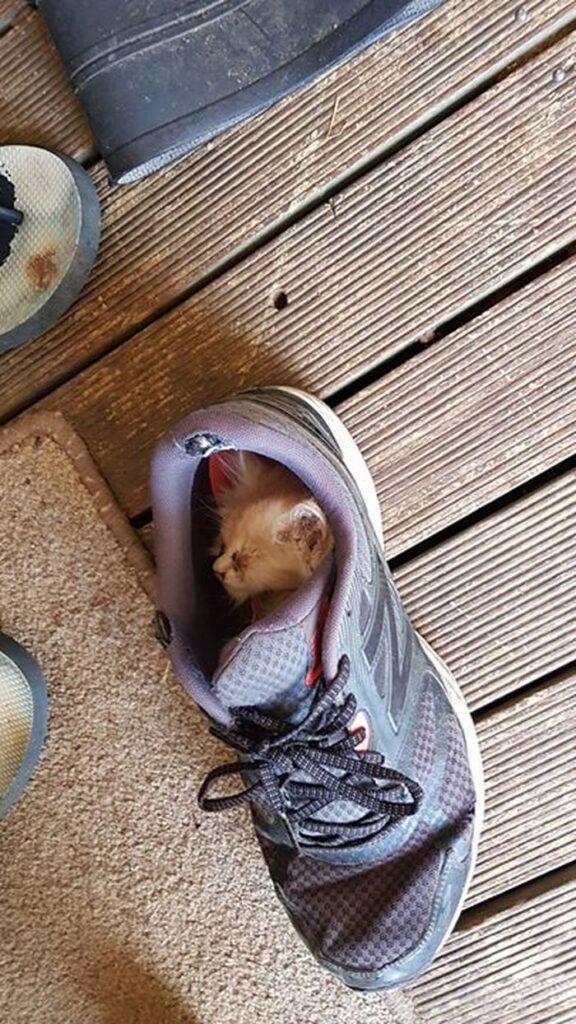 Для сна нет преград 30 фото котов, которые это доказали