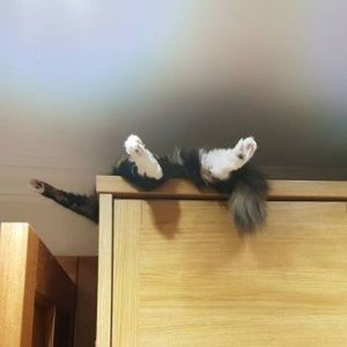 Для сна нет преград 30 фото котов, которые это доказали