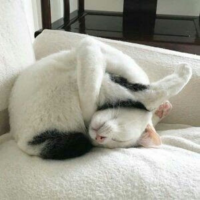 Для сна нет преград 30 фото котов, которые это доказали