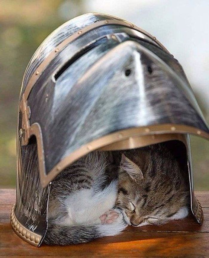 Для сна нет преград 30 фото котов, которые это доказали