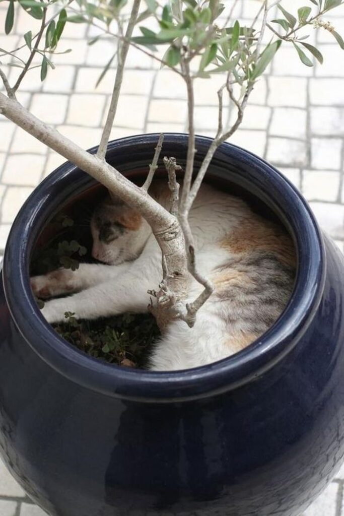 Для сна нет преград 30 фото котов, которые это доказали