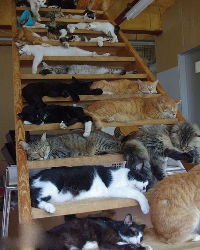 Для сна нет преград 30 фото котов, которые это доказали
