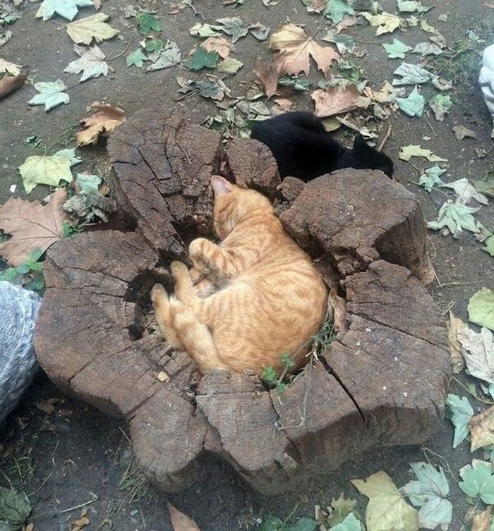Для сна нет преград 30 фото котов, которые это доказали
