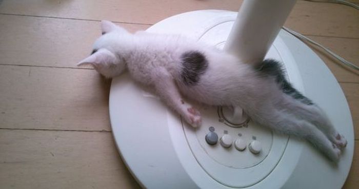Для сна нет преград 30 фото котов, которые это доказали
