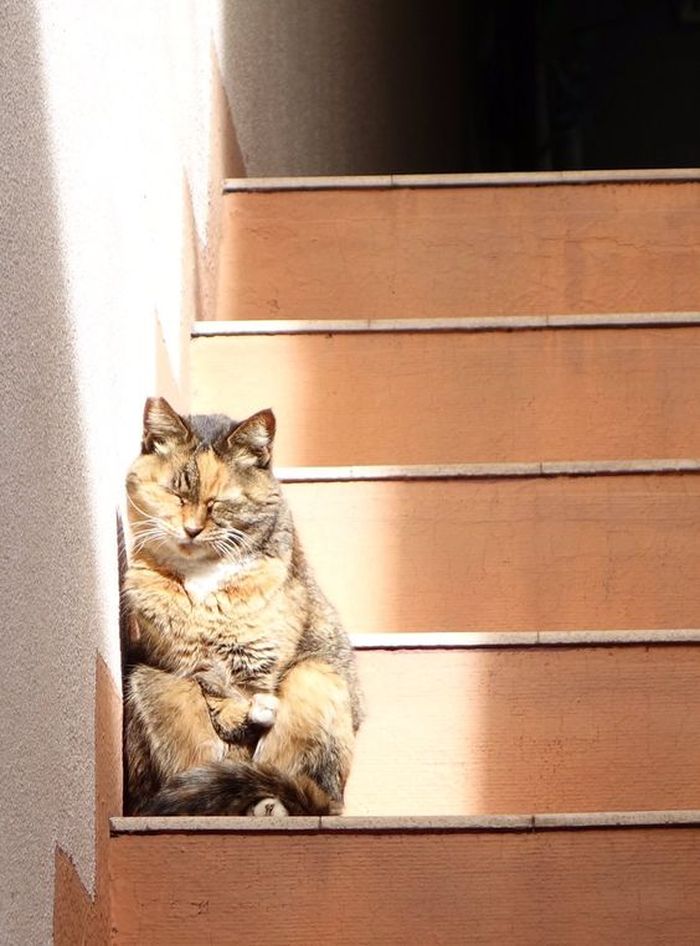 Для сна нет преград 30 фото котов, которые это доказали