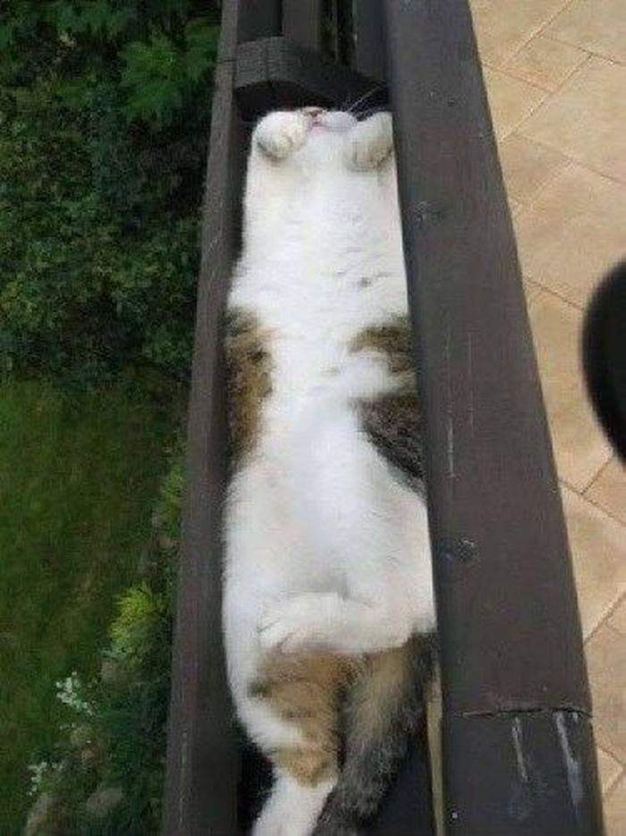 Для сна нет преград 30 фото котов, которые это доказали