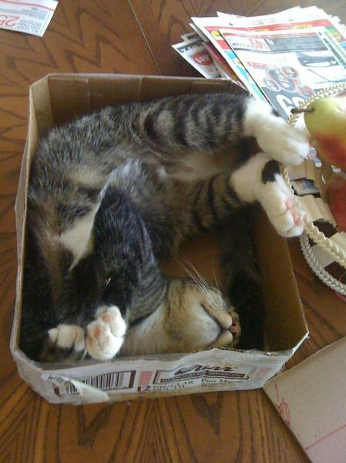 Для сна нет преград 30 фото котов, которые это доказали