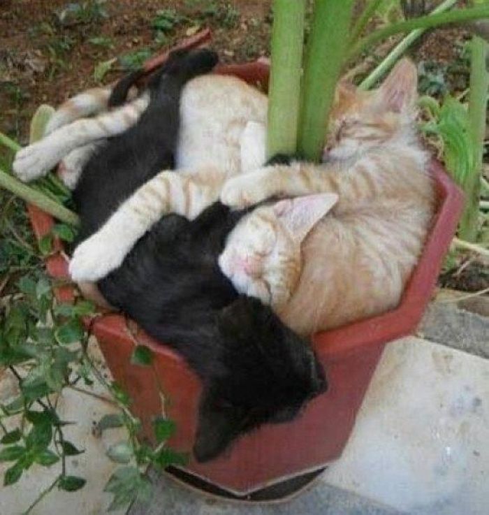 Для сна нет преград 30 фото котов, которые это доказали