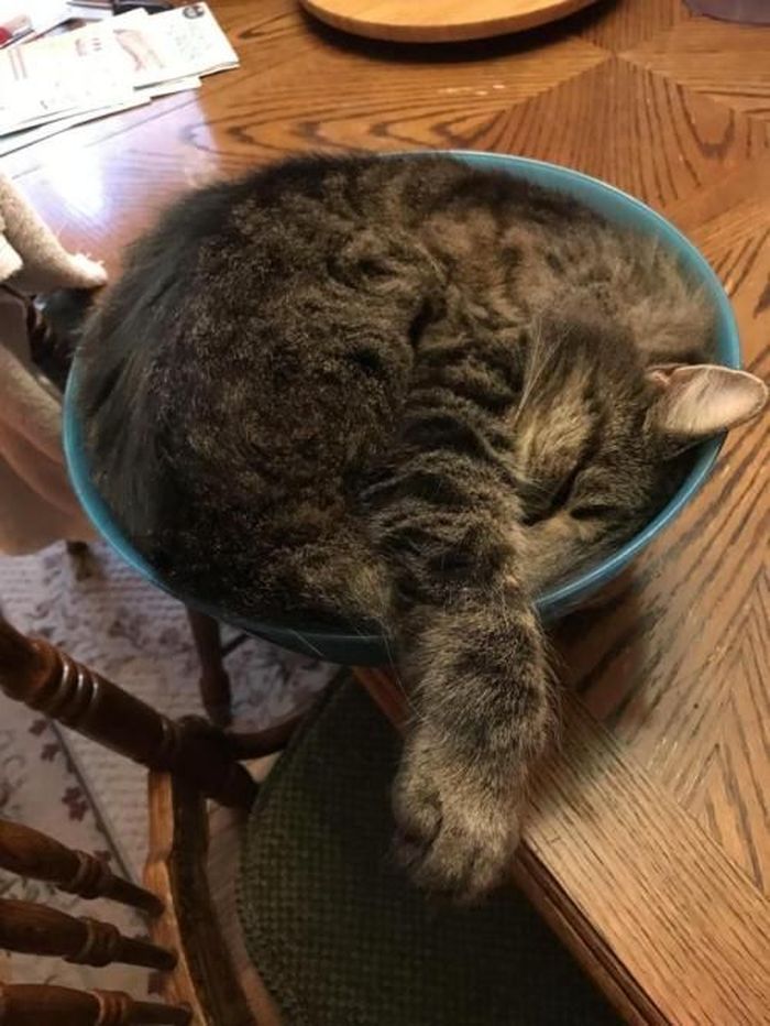 Для сна нет преград 30 фото котов, которые это доказали
