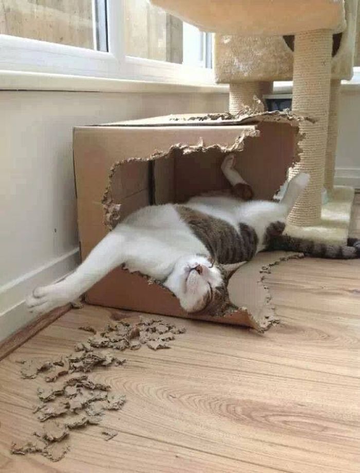 Для сна нет преград 30 фото котов, которые это доказали