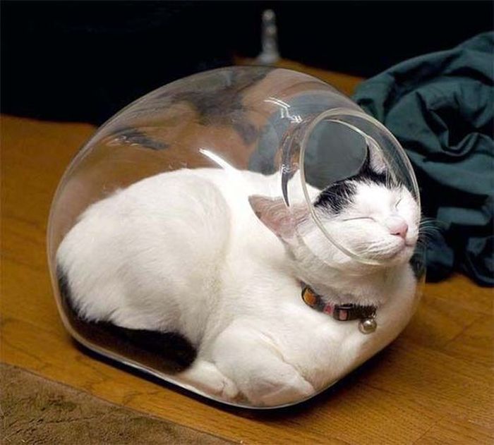 Для сна нет преград 30 фото котов, которые это доказали
