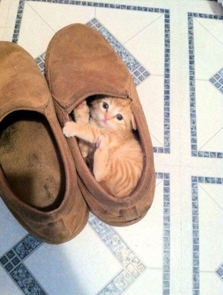 Для сна нет преград 30 фото котов, которые это доказали