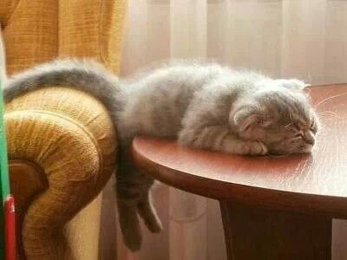 Для сна нет преград 30 фото котов, которые это доказали