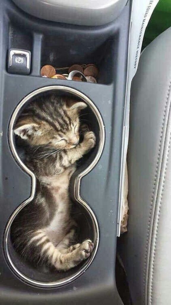 Для сна нет преград 30 фото котов, которые это доказали