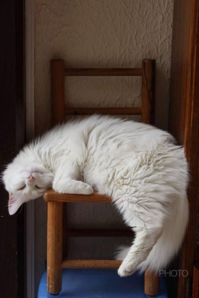 Для сна нет преград 30 фото котов, которые это доказали