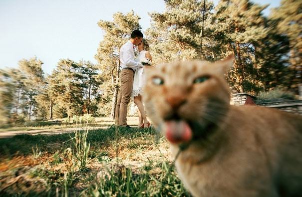 16 котиков, которые удачно влезли в кадр