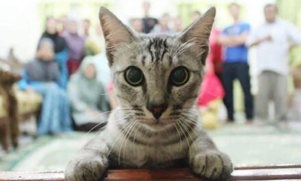16 котиков, которые удачно влезли в кадр