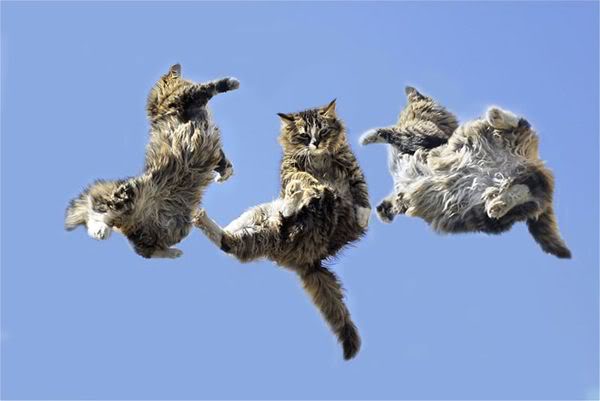 Феномен »падающей кошки»