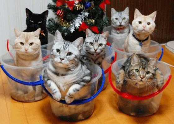 Самые новогодние коты