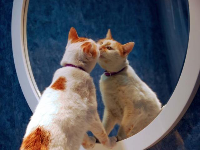 6 интересных фактов о котах и зеркалах
