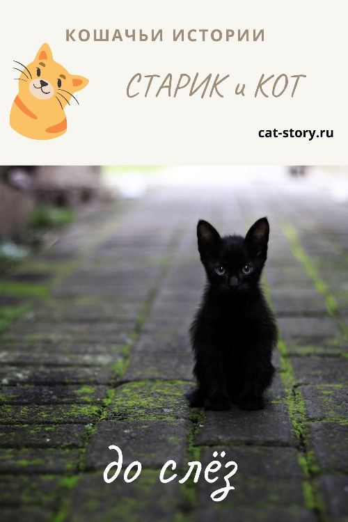 Старик и кот