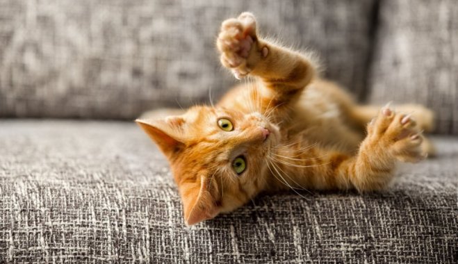 15 шокирующих фактов о кошачьем поведении