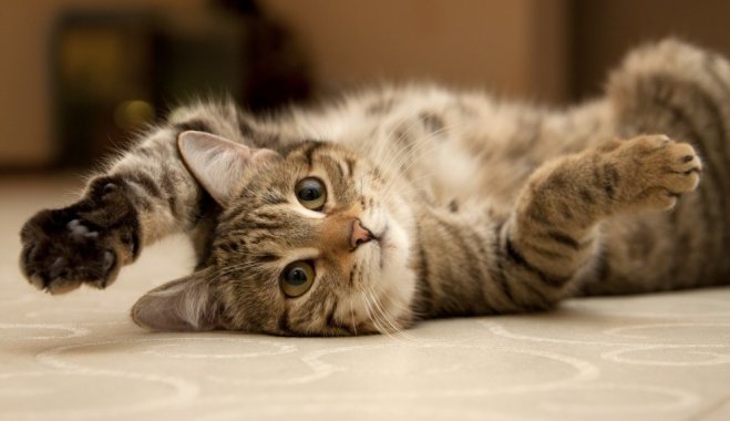15 шокирующих фактов о кошачьем поведении