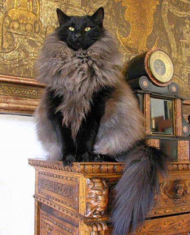 Некоторые коты просто уверены, что меха много не бывает!