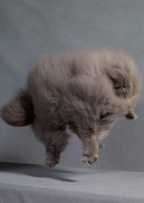 Некоторые коты просто уверены, что меха много не бывает!