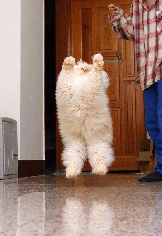 Некоторые коты просто уверены, что меха много не бывает!