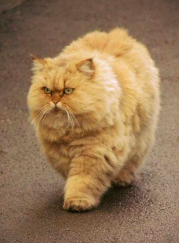 Некоторые коты просто уверены, что меха много не бывает!