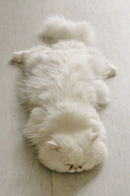 Некоторые коты просто уверены, что меха много не бывает!