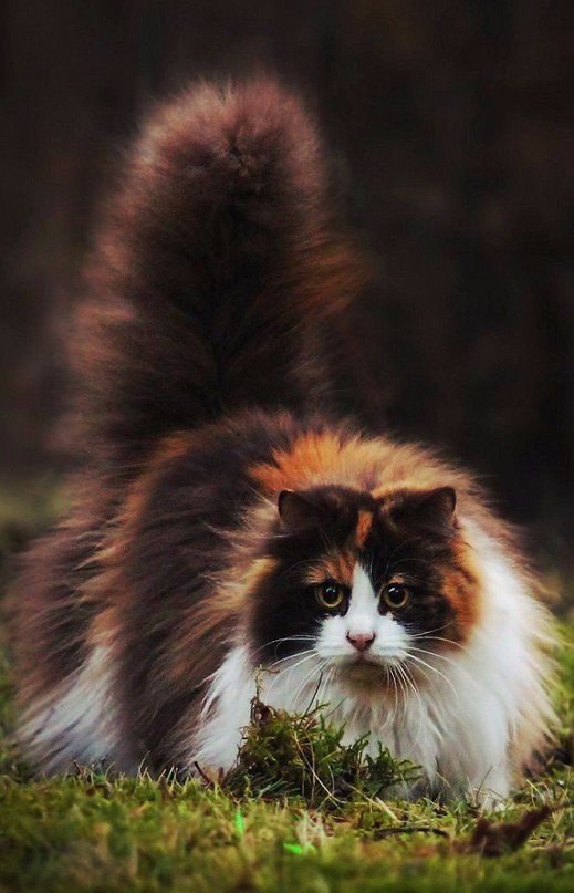 Некоторые коты просто уверены, что меха много не бывает!