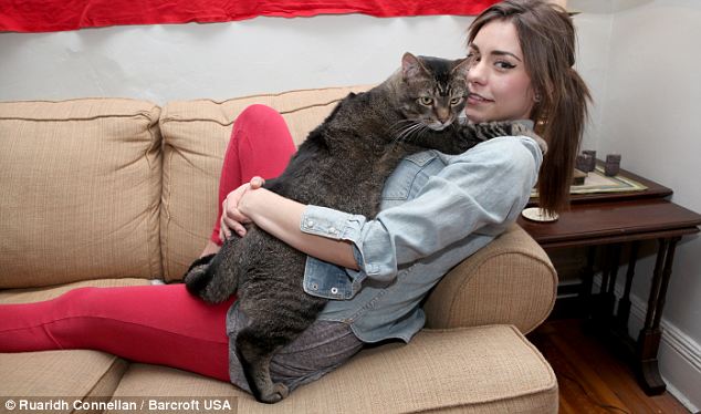 Такого гигантского кота вы еще не видели!