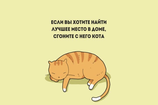 Доказательства того что коты правят этим бренным миром
