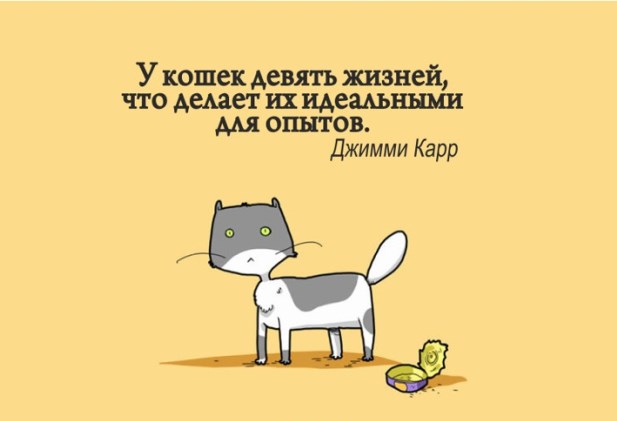 Доказательства того что коты правят этим бренным миром