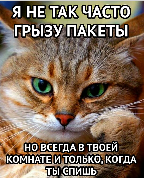 19 вещей, которые поймут все владельцы кошек и котов