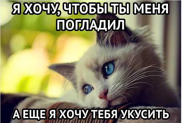 19 вещей, которые поймут все владельцы кошек и котов