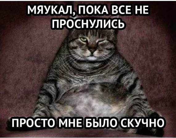 19 вещей, которые поймут все владельцы кошек и котов