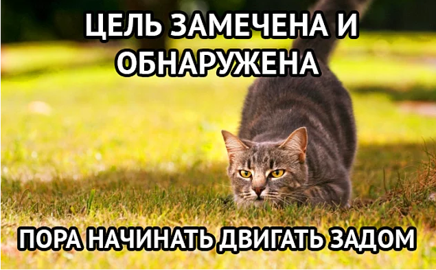 19 вещей, которые поймут все владельцы кошек и котов