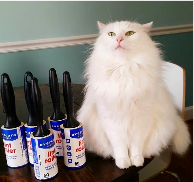 19 вещей, которые поймут все владельцы кошек и котов